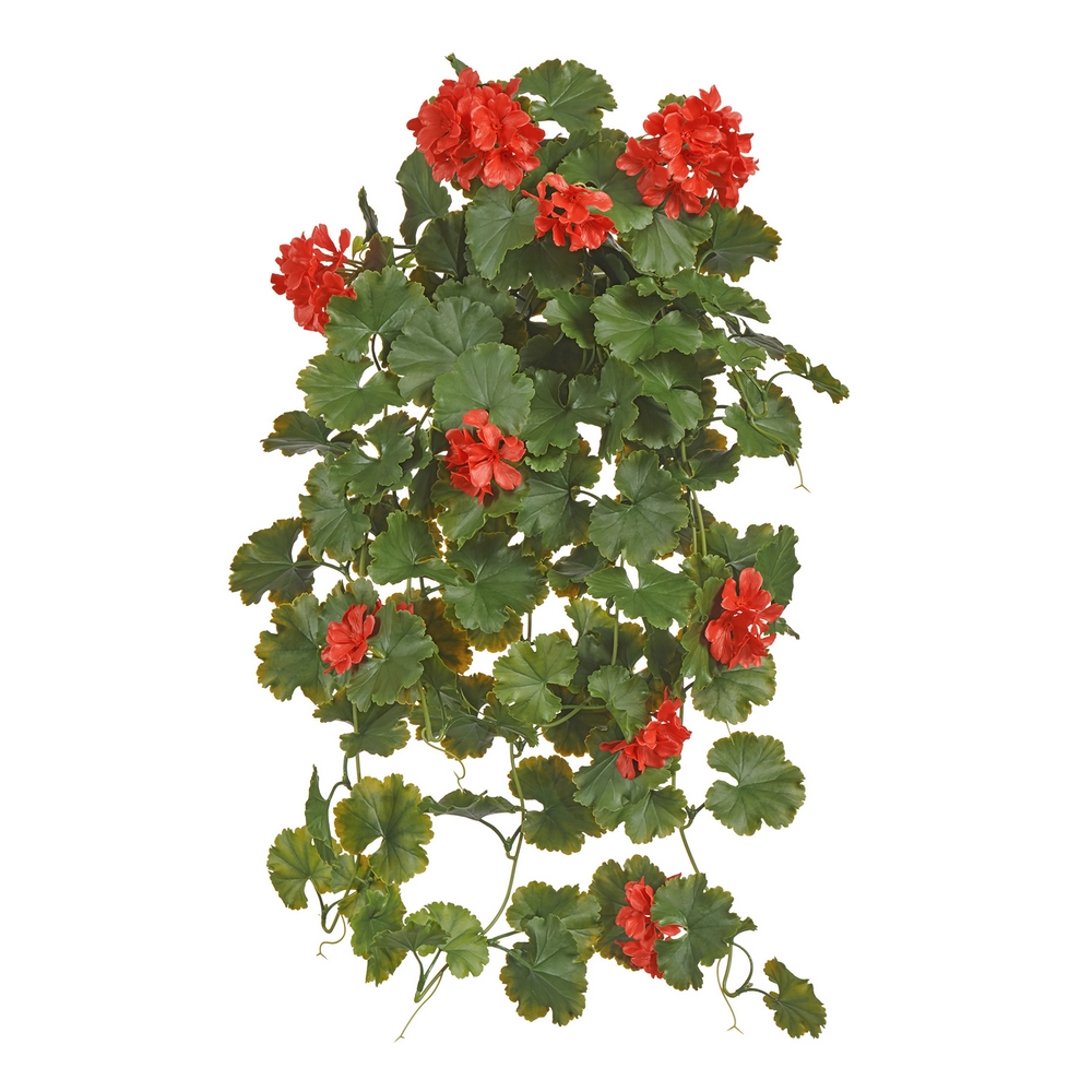 Герань кремовая ампельная (UV-фильтр)