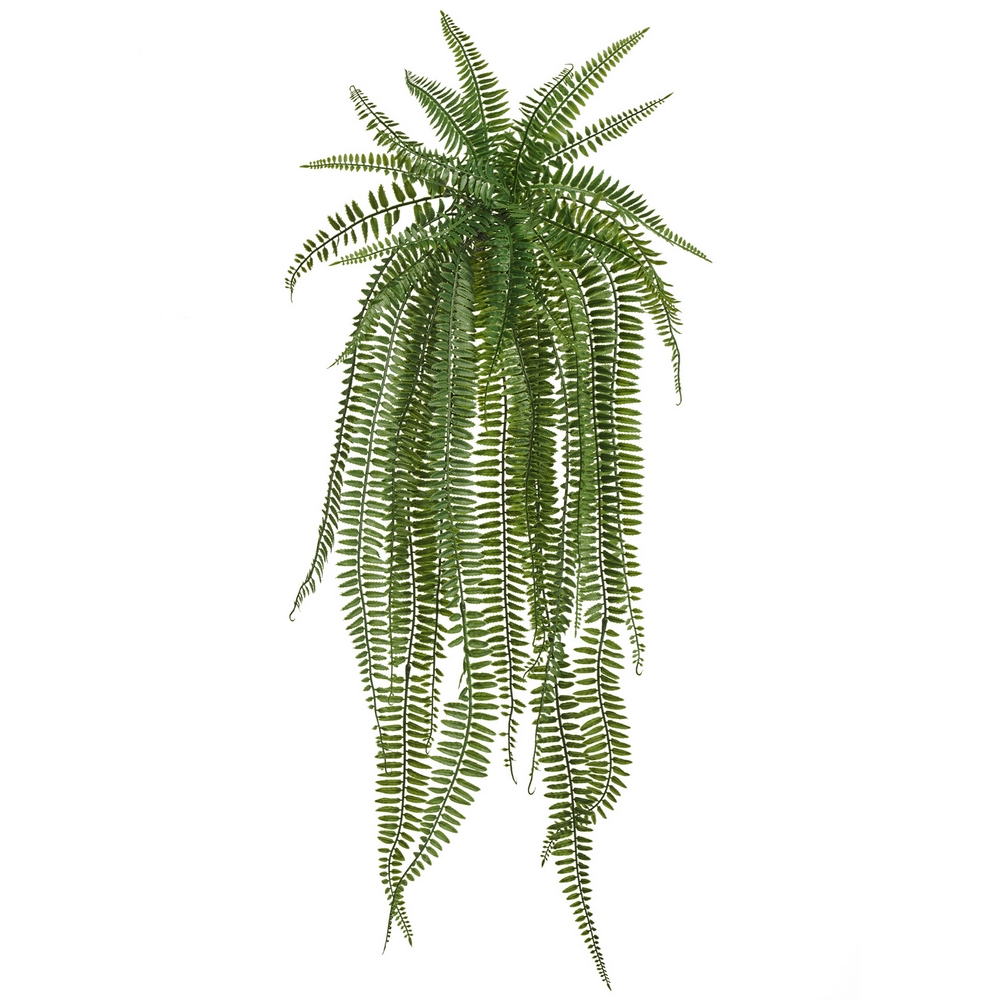 Папоротник Бостон Элегант ампельный 60 см