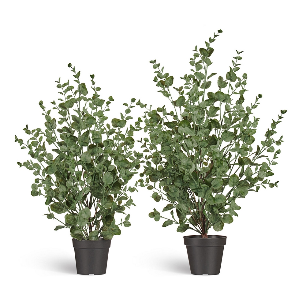 Эвкалипт куст припылённо-зелёный