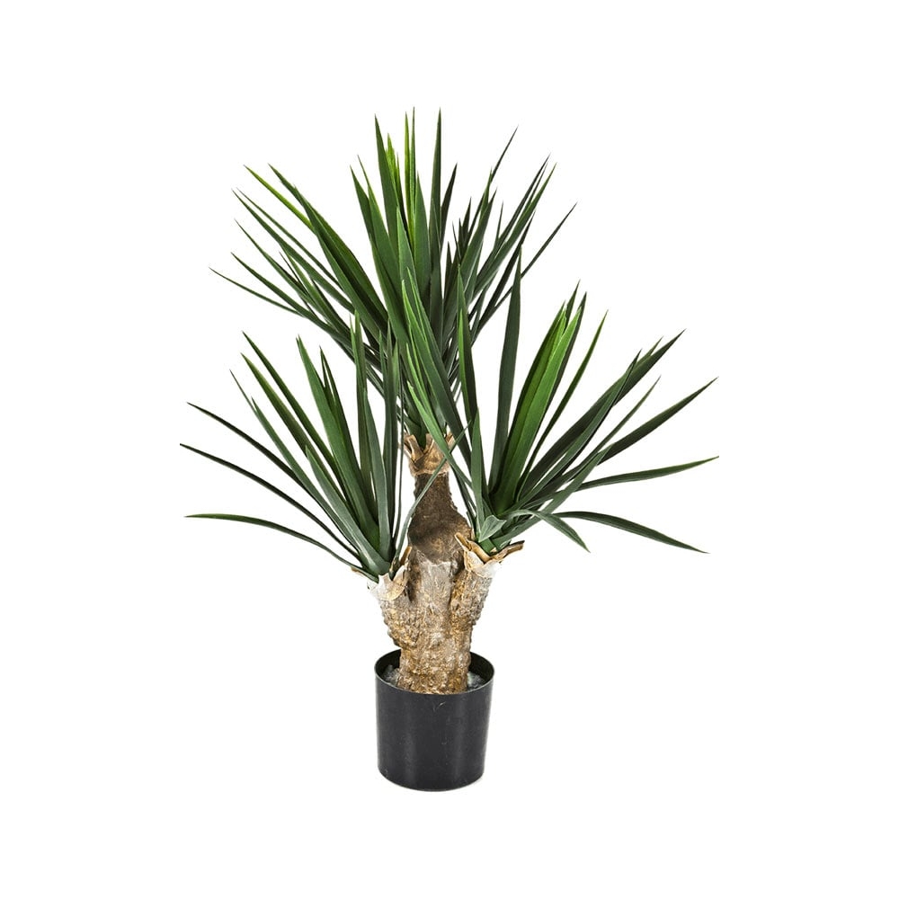 Юкка Рострата Мини 3 ствола 70 см