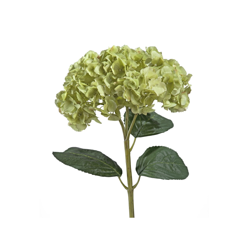 Гортензия махровая светло-зеленая