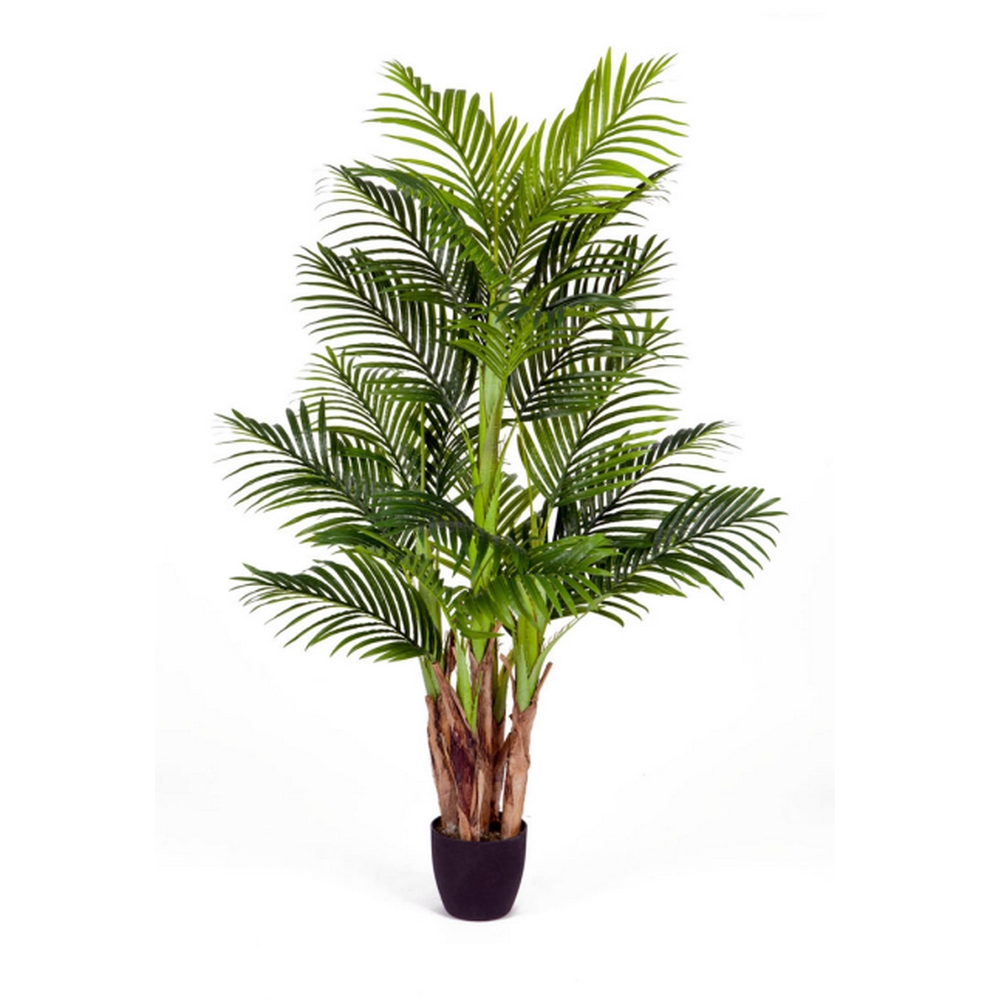 Пальма Арека Бетель - 110