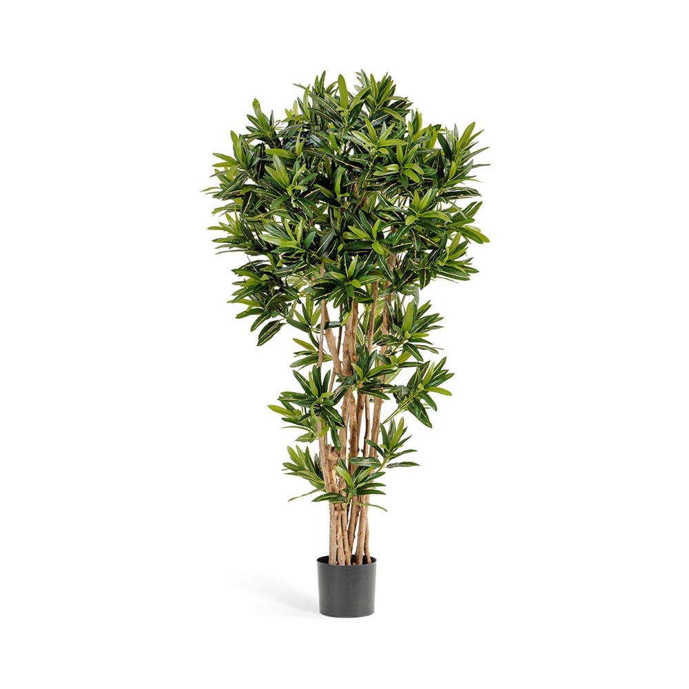 Кротон Голдфингер Рефлекса