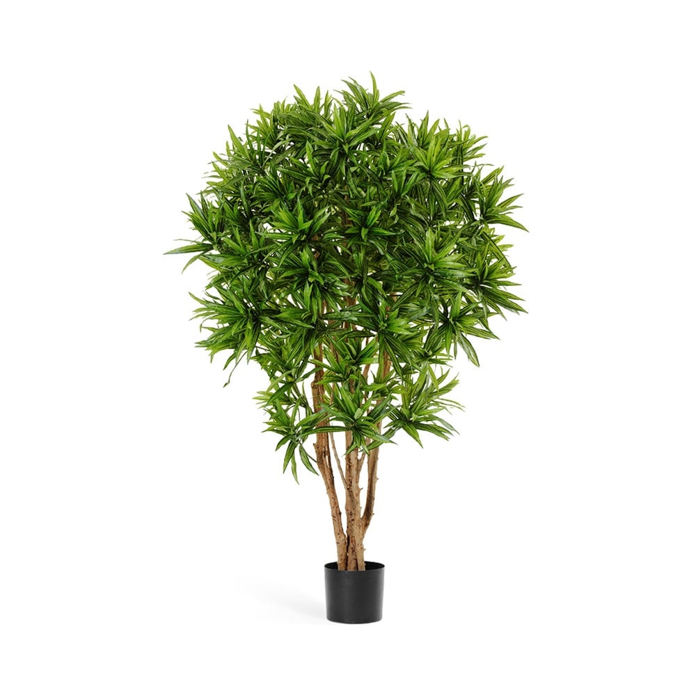 Драцена рефлекса Ямайка