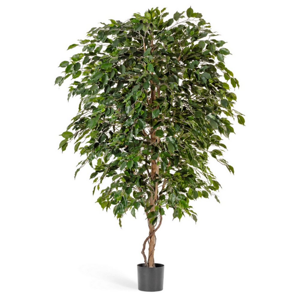 Фикус Бенджамина  Де Люкс - 240