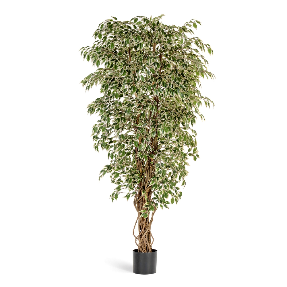 Фикус Гавайский лиана пестролистный - 120