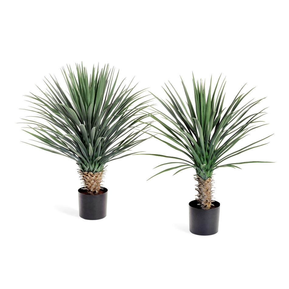 Юкка Рострата - 80