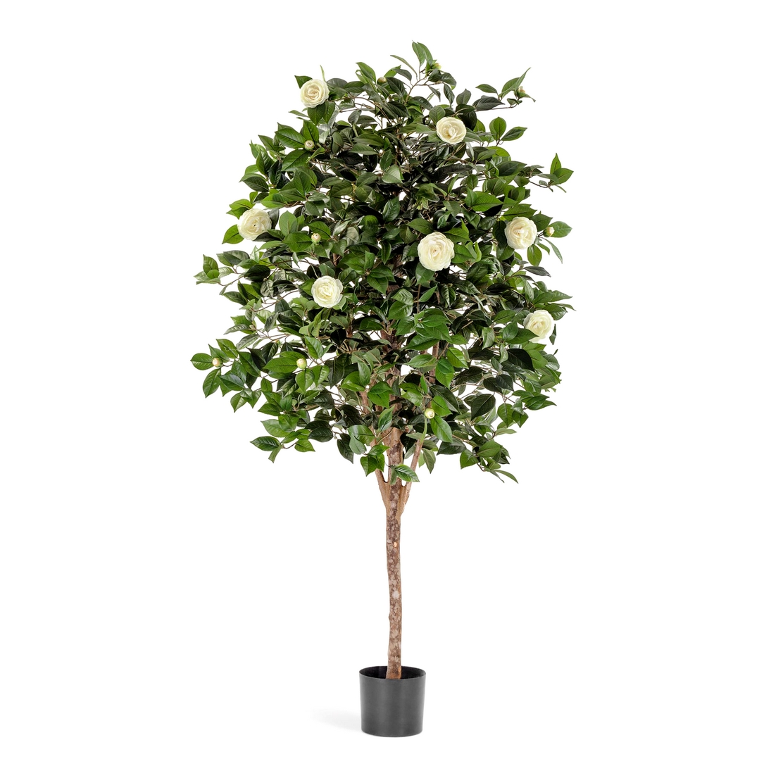 Камелия Вайн 170см - белый цветок (растения)