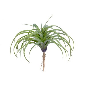 Тилландсия розетка нежно-зелёная припылённая 12см