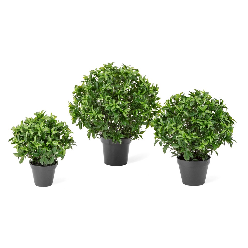 Лавр уличный - 60 x 60