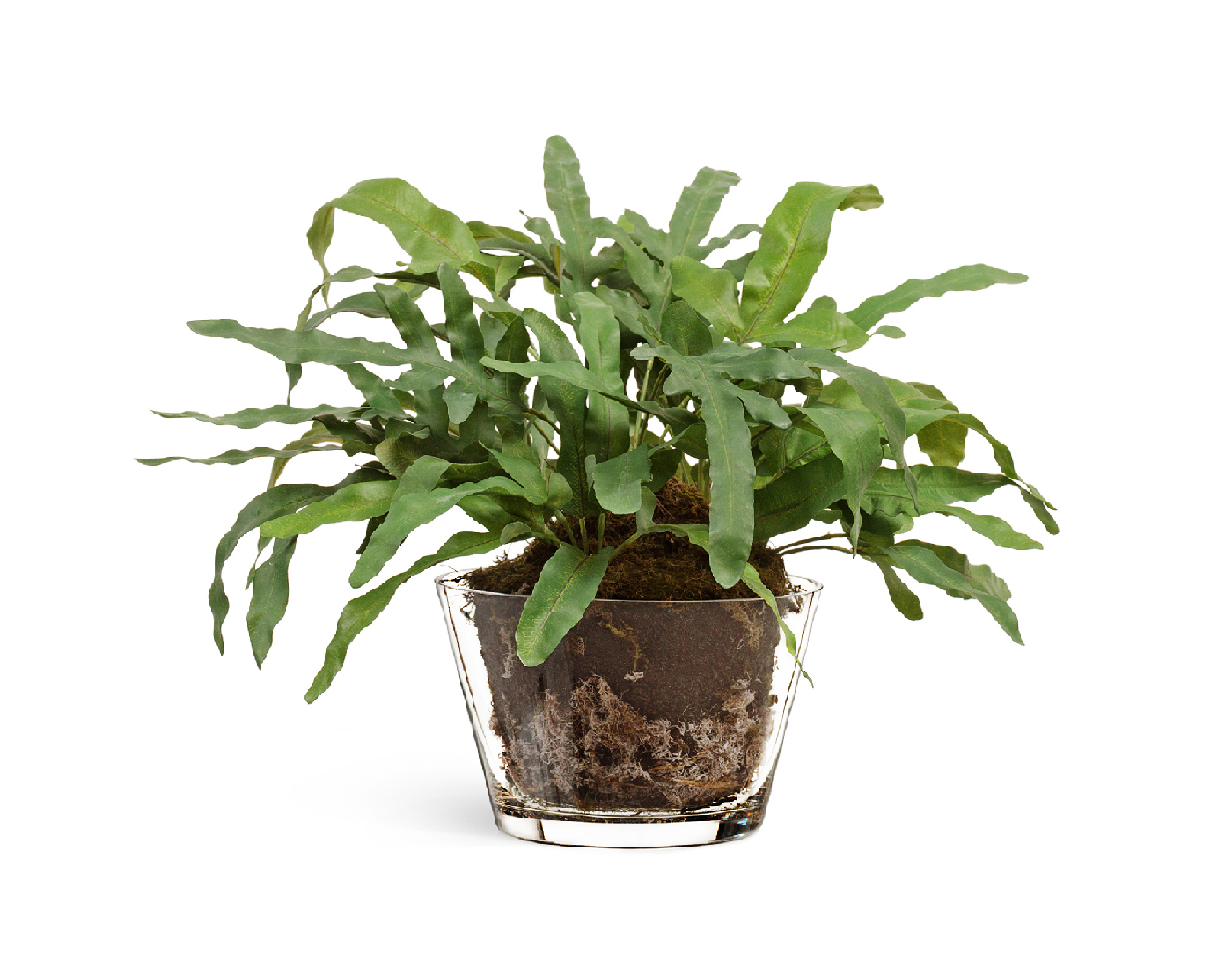 Композиция Rabbit Foot в стеклянной вазе с мхом, корнями, землей 26см - зеленый лист (растения), 50 x 33