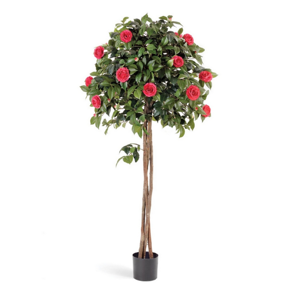 Камелия на штамбе - красный цветок (растения), 130