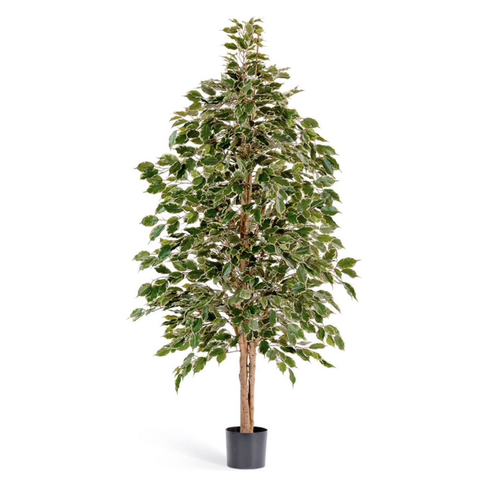 Фикус Бенджамина пестрый натуральный - 150