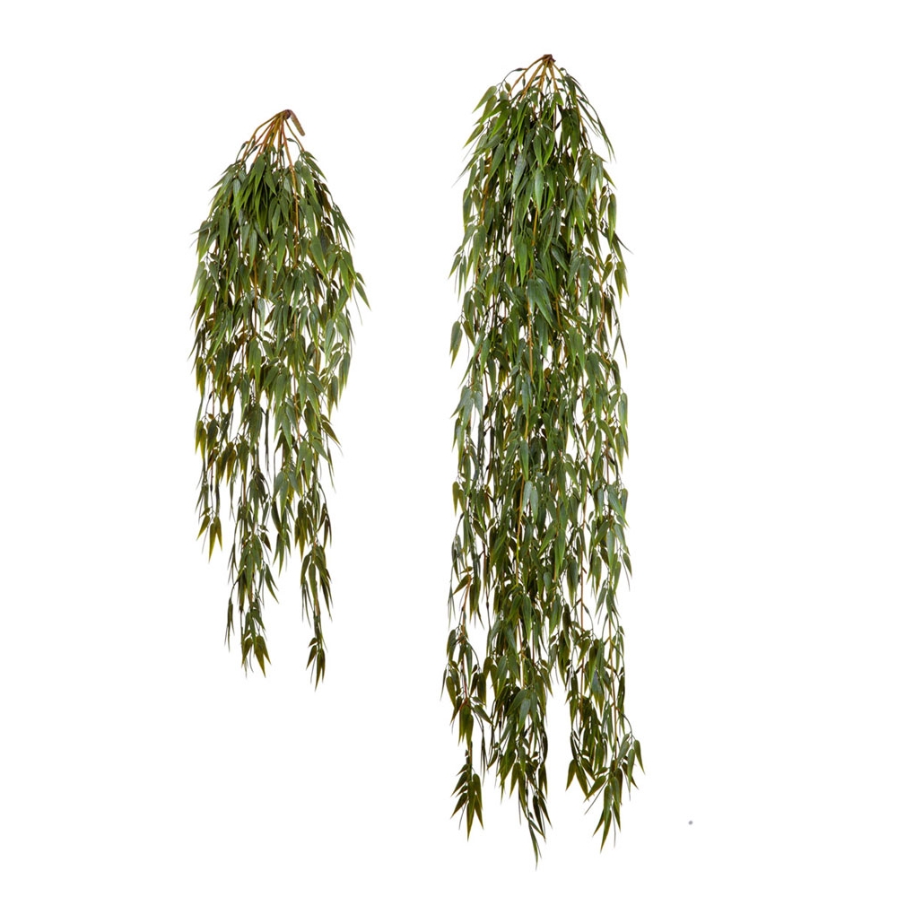 Бамбук ампельный