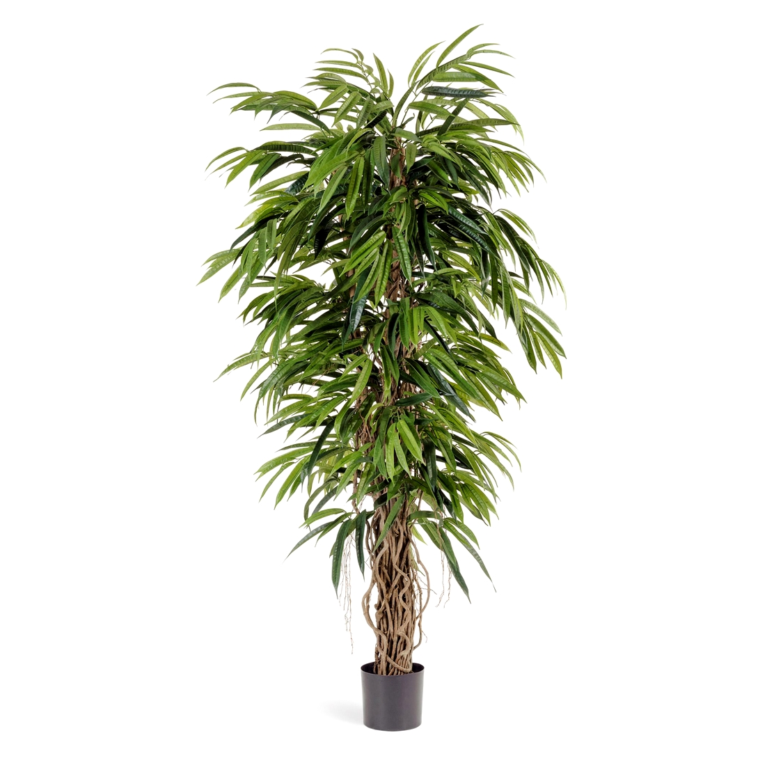 Лонгифолия Лиана де Люкс - 180