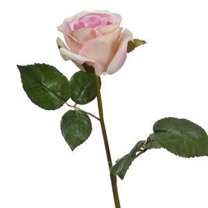 Роза Джема тёмная фуксия 56см