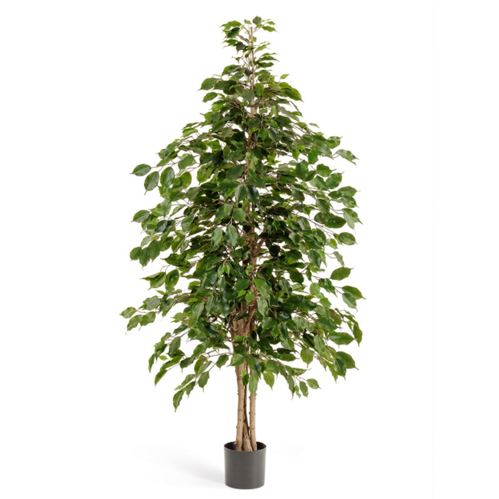 Фикус Бенджамина пестрый натуральный