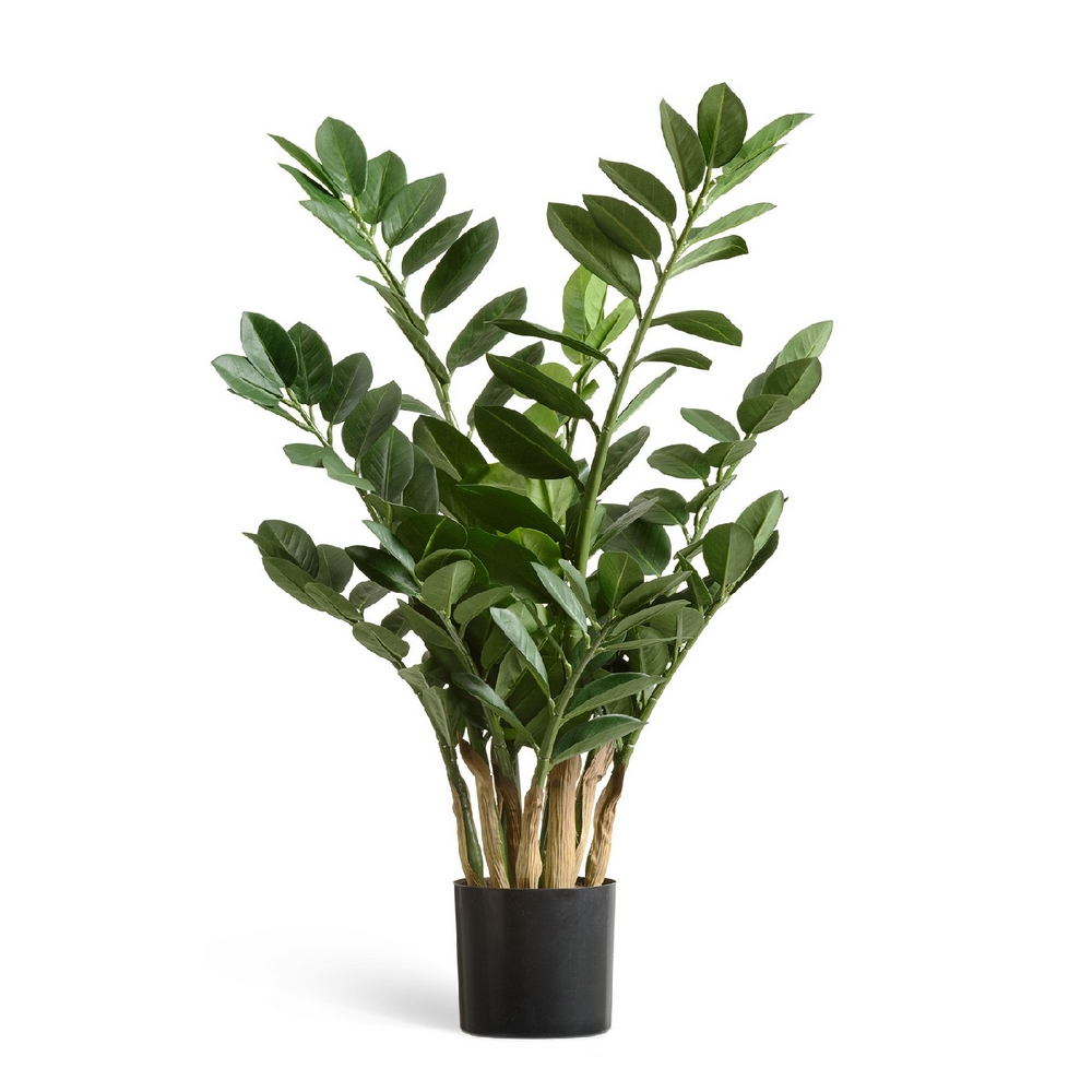 Замиокулькас