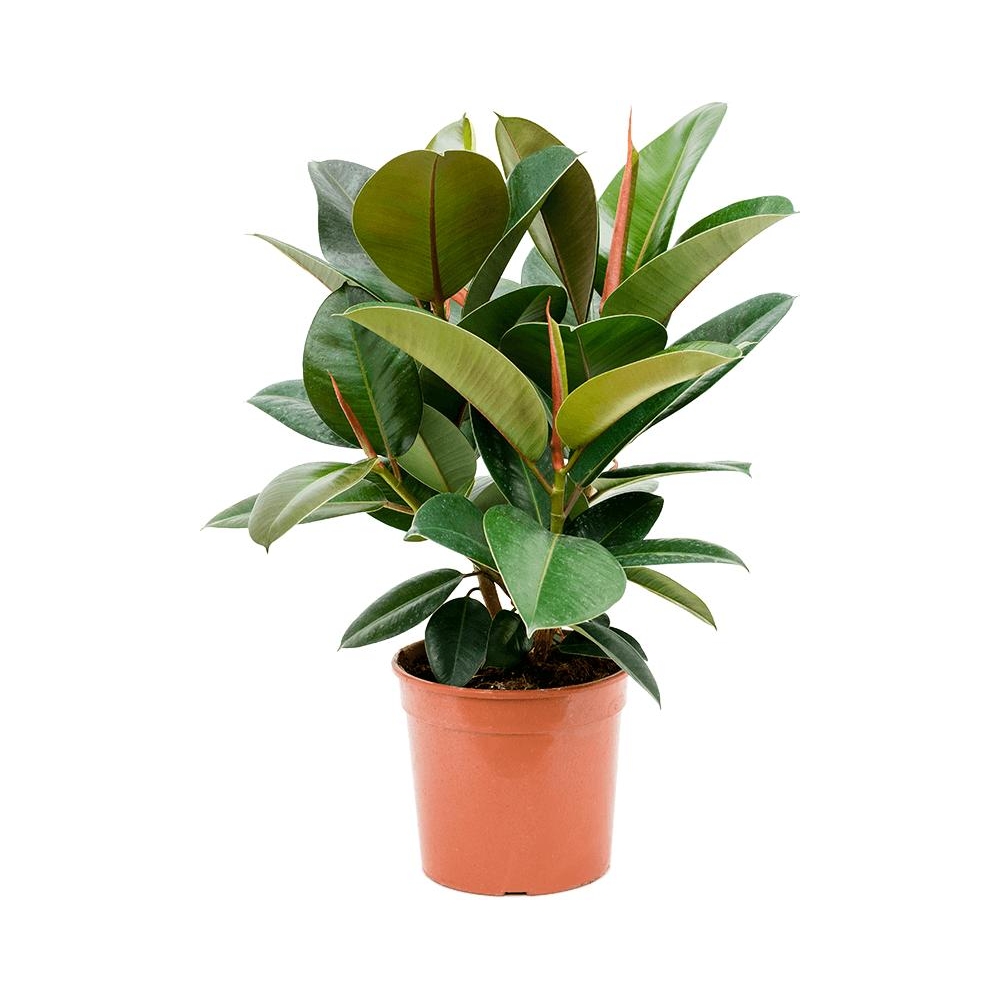 Фикус каучуконосный Робуста - Ficus elastica Robusta - 85/17