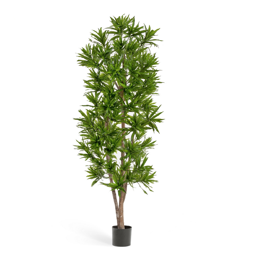 Драцена Рефлекса зеленая