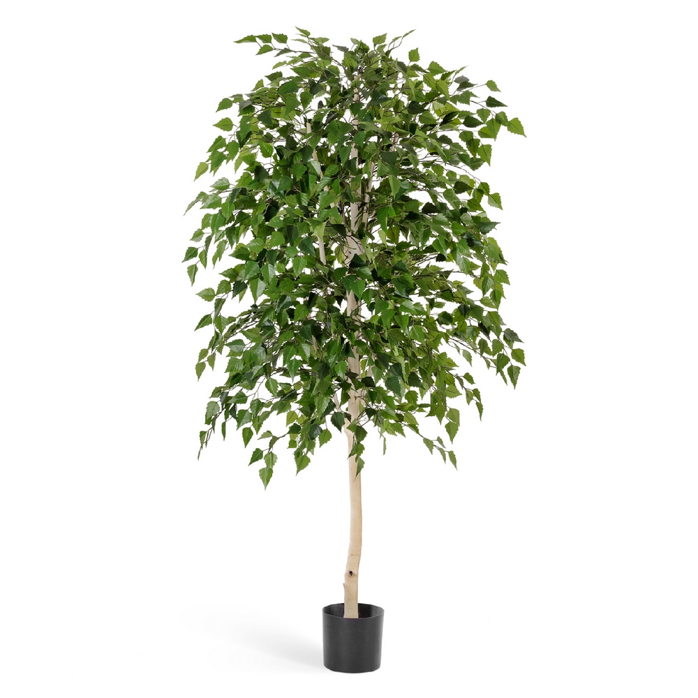 Берёза натуральная