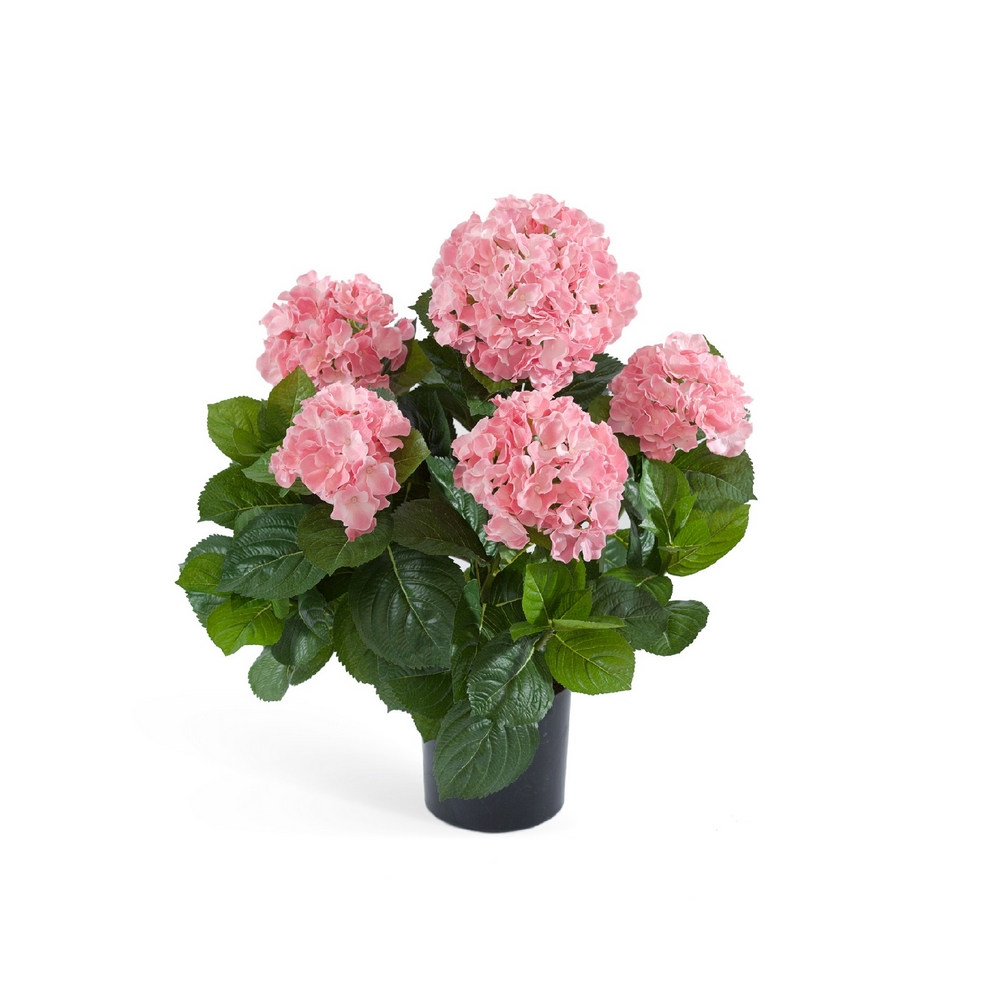 Гортензия куст 55см