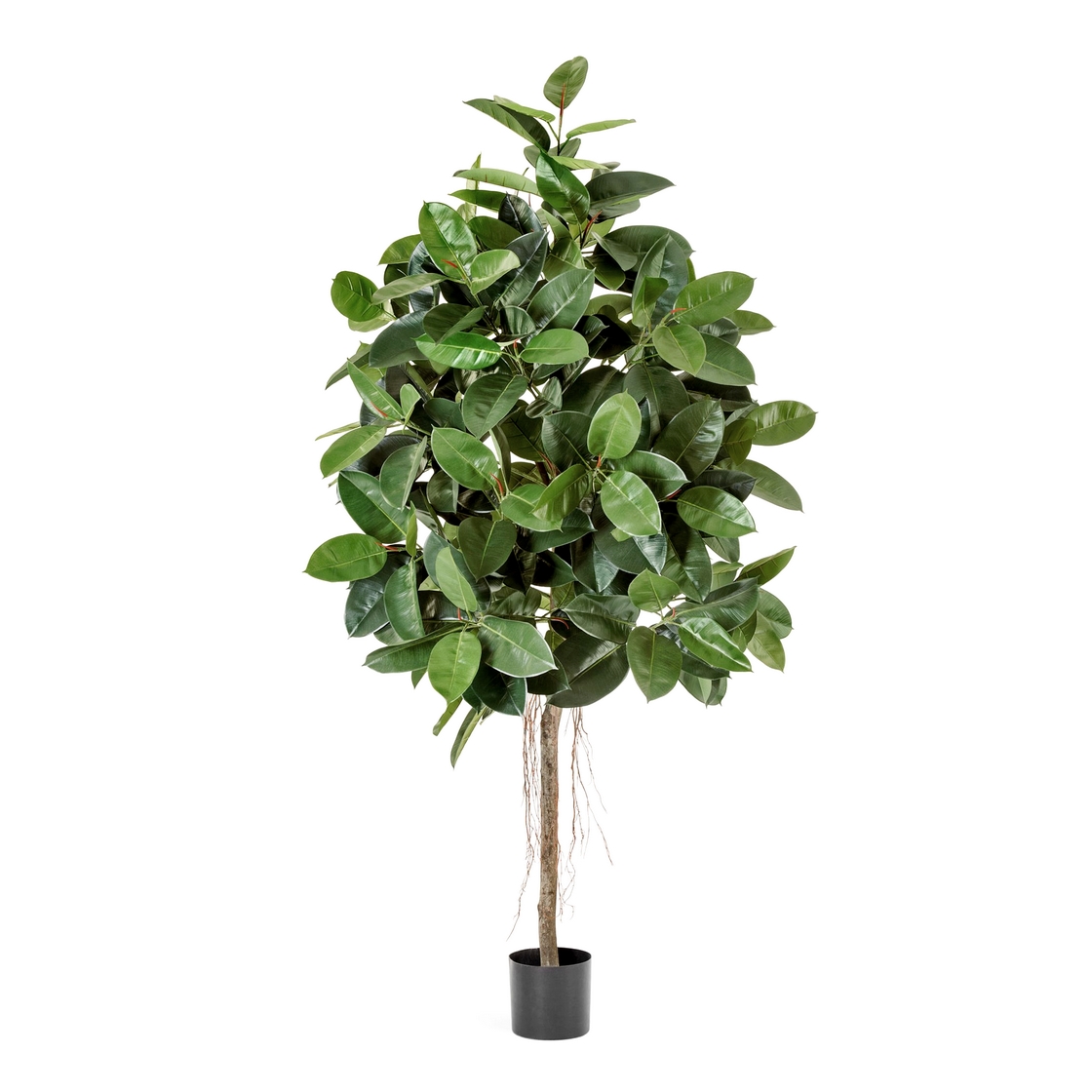 Фикус Эластика