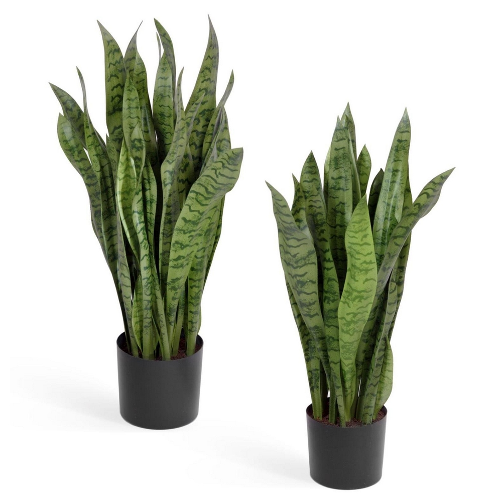 Сансевиерия куст зеленый