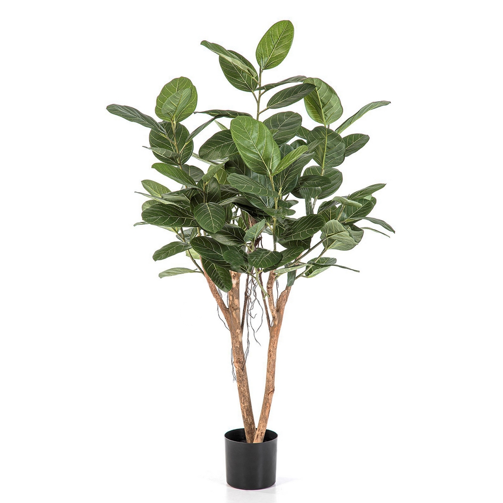 Фикус Одри Бенгальский