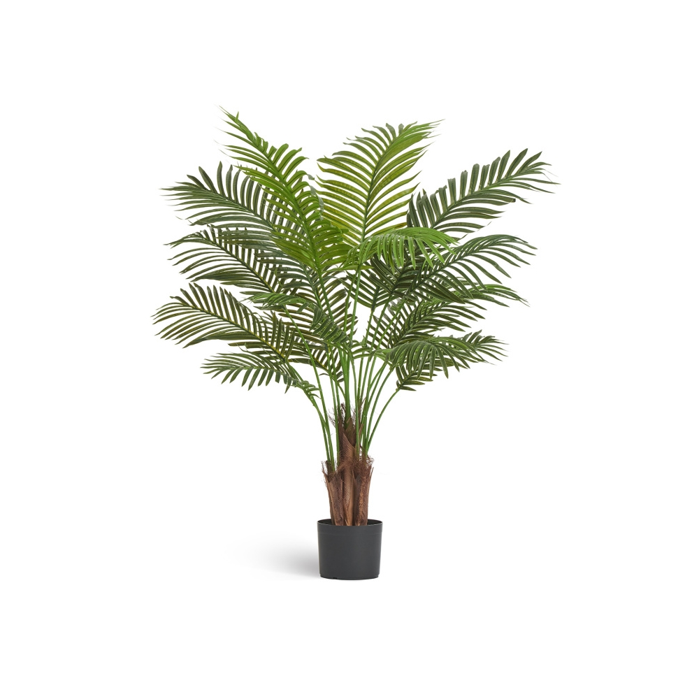 Пальма Арека Хризалидокарпус New