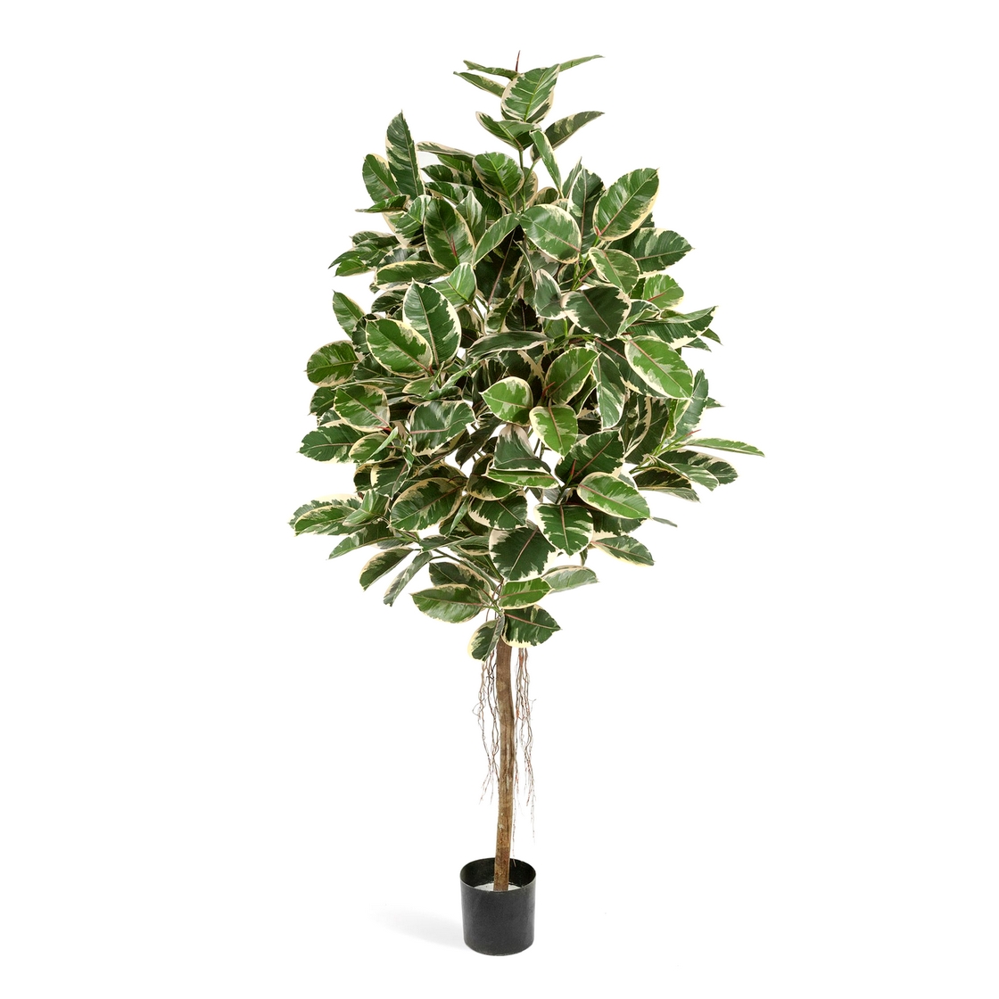 Фикус Эластика пёстрый