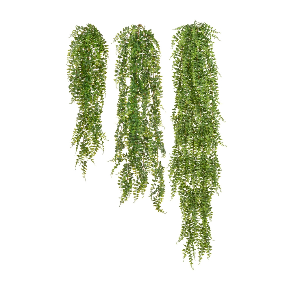 Папоротник лесной ампельный