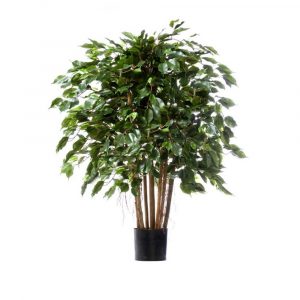 Фикус кустарник 100см