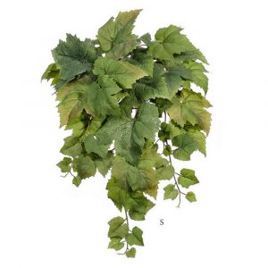 Виноградный куст ампельный