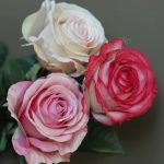 Роза Соло Нью большая  72см