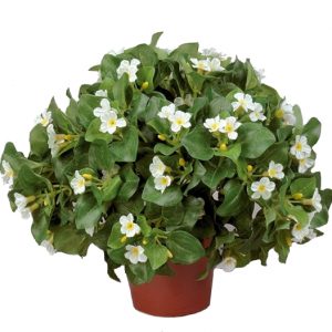 Экзакум куст 25см - белый