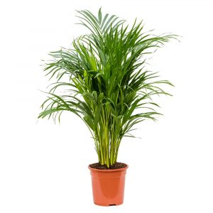 Дипсис желтоватый - Dypsis lutescens - 100/21