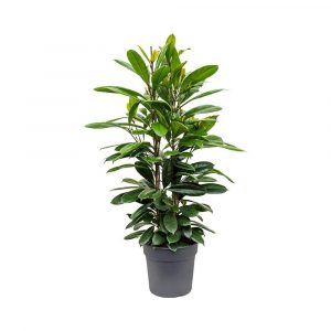 Фикус бокальчатоприлистниковый - Ficus cyathistipula