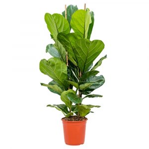 Фикус лировидный 2 ствола - Ficus lyrata